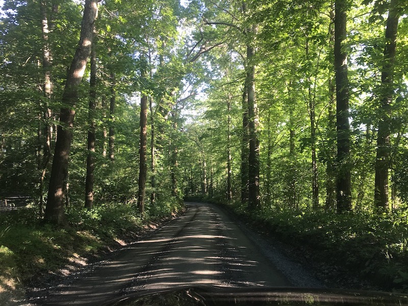 dirt road with trees photograph